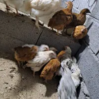 جوجه محلی دورگ پاپر و خروس گلین
