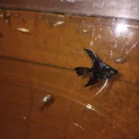 آنجل|ماهی|گرگان, |دیوار