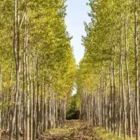 فروش کبوده ۱ الی۱ نیم متری(۱۵هزار)|خدمات باغبانی و درختکاری|آذرشهر, |دیوار