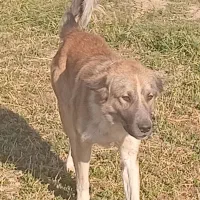 یک عدد سگ گله|سگ|قره چای, |دیوار