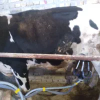 گاو|حیوانات مزرعه|یزد, |دیوار