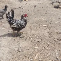 تخم‌‌ گلین‌ لری