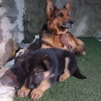 توله سگ ژرمن|سگ|رشت, گلزاران|دیوار