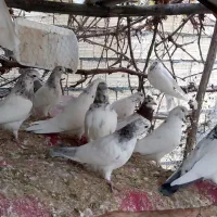 کفتر پرشی کاشونی