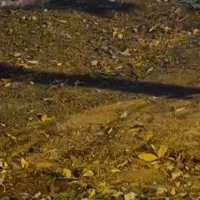 فروش زمین در شهرک بهار قهجاورستان