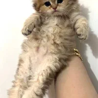 مجموعه گربه‌های تو دل بروی ایران کتز|گربه|کرمان, |دیوار