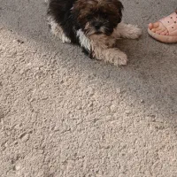 سگ کوچولو بامزه|سگ|ملایر, |دیوار