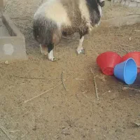 غوچ هترو با ژن دوقلو زایی|حیوانات مزرعه|بستک, |دیوار