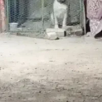 توله قدرجونی سگ