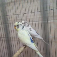 مرغ عشق|پرنده|فولادشهر, مسکن مهر فولادشهر|دیوار