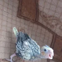 جوجه گل باقالی معاوضه با کبوتر نقش
