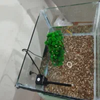 آکواریوم با وسایل و ماهی|ماهی|مسجد سلیمان, |دیوار