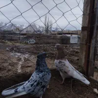 کبوتر سروه|حیوانات|سقز, |دیوار