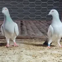 سبز شامی|پرنده|برازجان, |دیوار