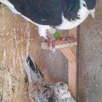 کبوترپرشی|پرنده|مشهد, امیریه|دیوار