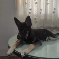 فروش سگ اصیل ونژاد دار|سگ|شاهرود, |دیوار