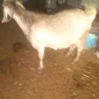 قیمت‌۶۰۰۰۰۰۰ملیون