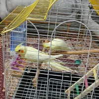 عروس هلندی|پرنده|پرند, فاز ۶|دیوار