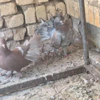 کبوتر|پرنده|اصفهان, عاشق‌آباد|دیوار