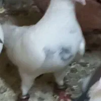 کبوتر پرشی، جفتگاه شامی کاکلی خال