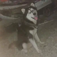 سگ هاسکی حرف گوش کن بسیار باهاش