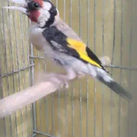 ۳ عدد سره ویک عدد سره قناری بخون