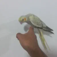 عروس هلندی دستی