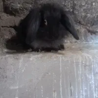 خرگوش لووپ اصیل توله|موش و خرگوش|بردسیر, |دیوار