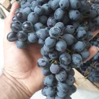 یک جعبه انگور دیم