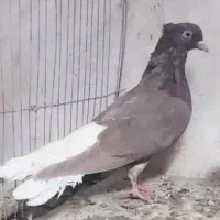کبوتر