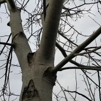 درخت گردو|خدمات باغبانی و درختکاری|لولمان, |دیوار