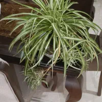 بونسای.گل گندمی.الورا.ارغوان.اشک تمساح