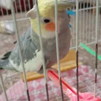 سلامعروس هلندی اماده تخم گذاری