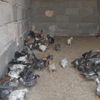 چوری ملگر و کاکلی