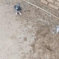 موتور