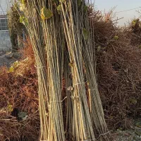 عرضه مستقیم انواع نهال در نهالستان بزرگ سهند|خدمات باغبانی و درختکاری|لردگان, |دیوار