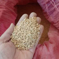 ۲تن گندم دیم.