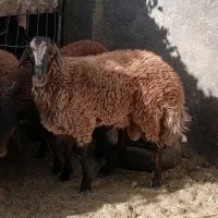بره قوچ هترو