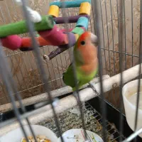 طوطی برزیلی|پرنده|خوی, |دیوار