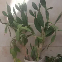 گل کاکتوس آپونتیا