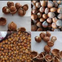 فندوق تر