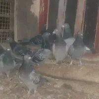 کبوتر پلاکی|پرنده|مبارکه, |دیوار