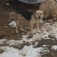 سگ پژدر|سگ|مریوان, |دیوار