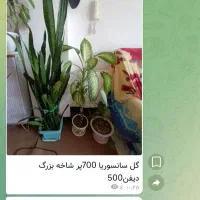 گل‌های طبیعی خونگی|گل و گیاه طبیعی|فولادشهر, فولادشهر|دیوار