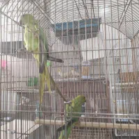 شش تا جوجه طوطی ملنگو چهار پنج ماهه|پرنده|جیرفت, |دیوار