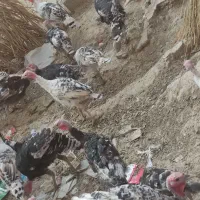 بوقلمون ماده و نر دونه1.800000|حیوانات مزرعه|اصفهان, بهارستان|دیوار