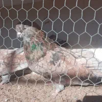 جفت سرول نر و ماده آتشی|پرنده|میانه, |دیوار