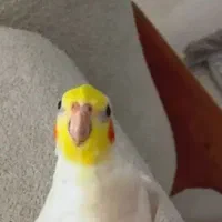 عروس هلندی گم شده|حیوانات|فسا, |دیوار