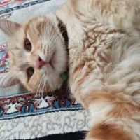گمشده|گربه|مهریز, |دیوار