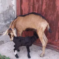 تیشتر بز با بره نر